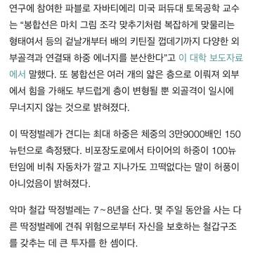 미국에 서식하는 딱정벌레.jpg