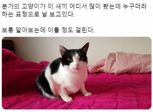 고양이 키우는 본가 내려가면 꼭 거치는 과정 .jpg