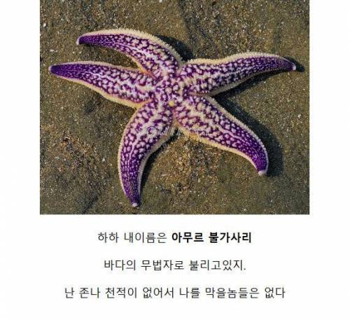 [스압] 바다의 무법자 아무르 불가사리.jpg