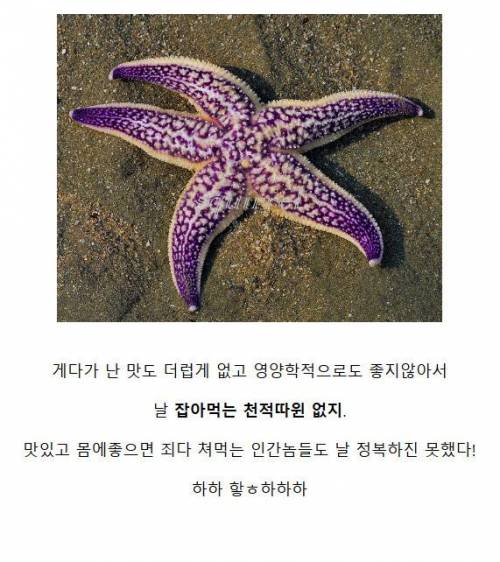 [스압] 바다의 무법자 아무르 불가사리.jpg