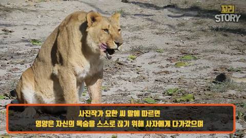 스스로 사자에게 다가가 죽은 영양
