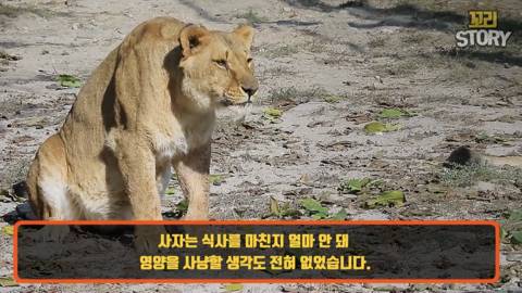 스스로 사자에게 다가가 죽은 영양
