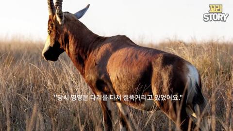 스스로 사자에게 다가가 죽은 영양