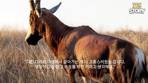스스로 사자에게 다가가 죽은 영양