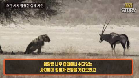 스스로 사자에게 다가가 죽은 영양