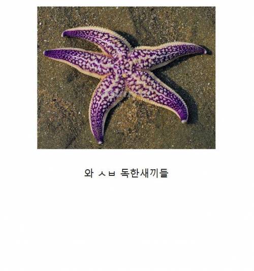 [스압] 바다의 무법자 아무르 불가사리.jpg