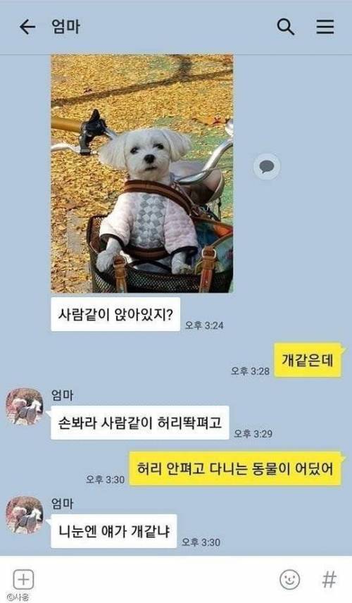 니눈엔 얘가 개같냐.jpg