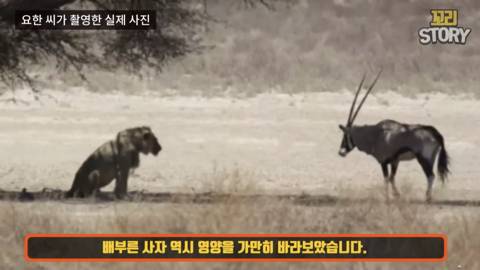 스스로 사자에게 다가가 죽은 영양