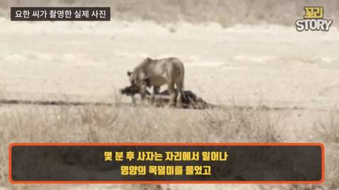 스스로 사자에게 다가가 죽은 영양