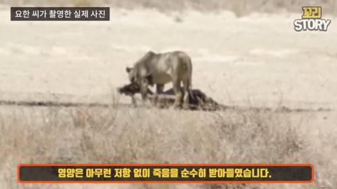 스스로 사자에게 다가가 죽은 영양