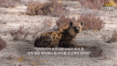 스스로 사자에게 다가가 죽은 영양