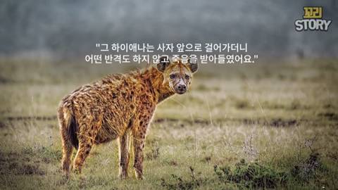 스스로 사자에게 다가가 죽은 영양