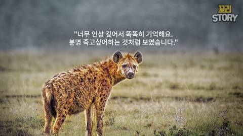 스스로 사자에게 다가가 죽은 영양