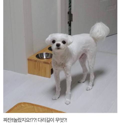 [스압] 다리가 긴 말티즈.jpg