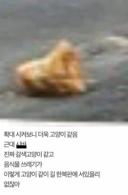 길에서 고양이를 20분동안 놀아주었다...jpg