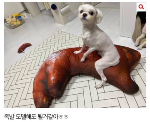 [스압] 다리가 긴 말티즈.jpg