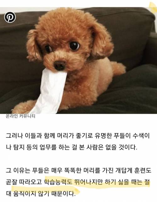 똑똑하기로 소문난 '푸들'이 탐지견을 못하는 이유