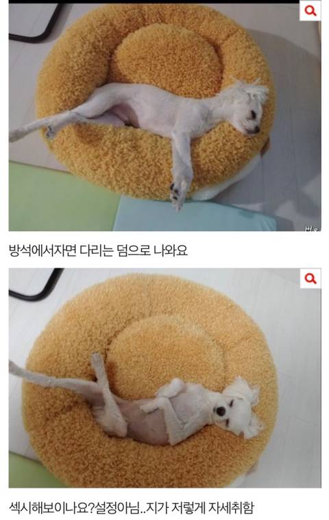 [스압] 다리가 긴 말티즈.jpg