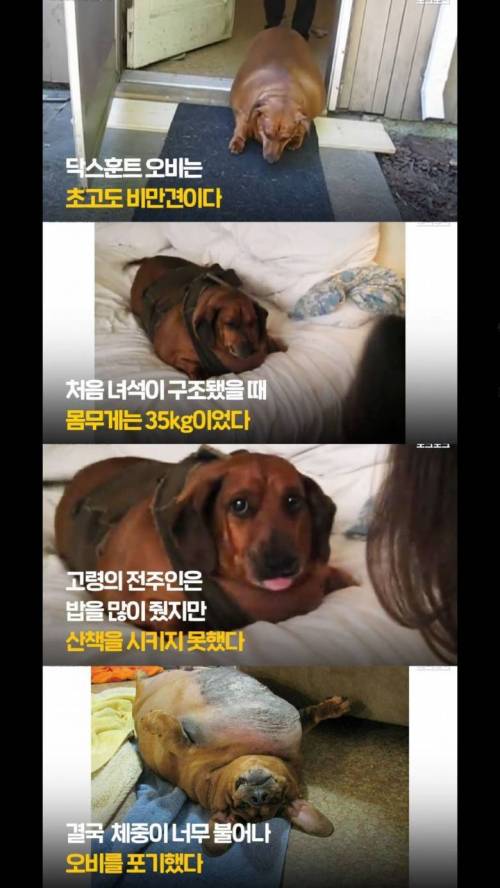 [스압] 1년간 23kg을 감량한 강아지