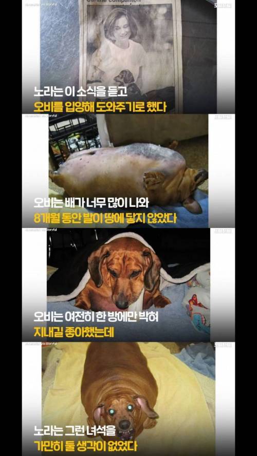 [스압] 1년간 23kg을 감량한 강아지