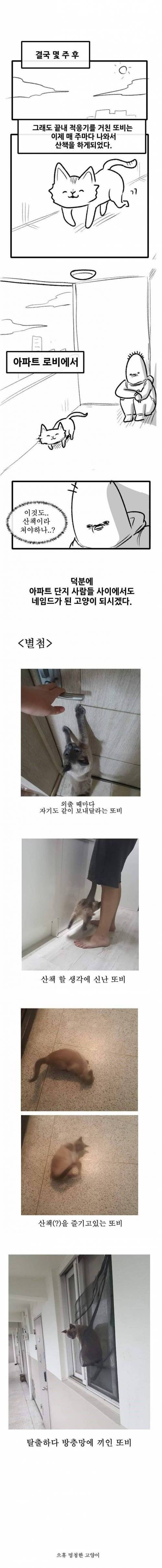 [스압] 고양이랑 산책하는 만화.jpg