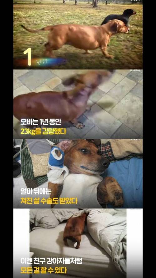 [스압] 1년간 23kg을 감량한 강아지