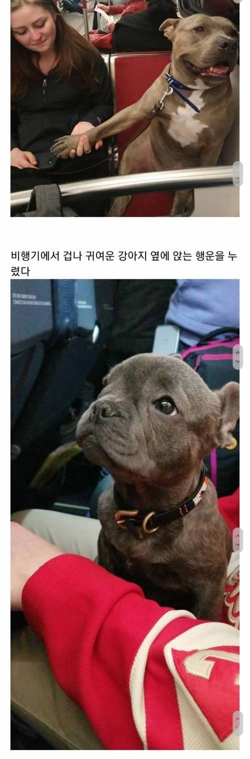 [스압] 교통수단 속 동물들.jpg