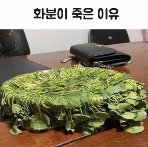 화초가 망가진 이유.jpg
