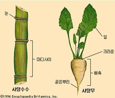 [스압] 인류가 설탕을 값싸게 먹을 수 있었던 이유