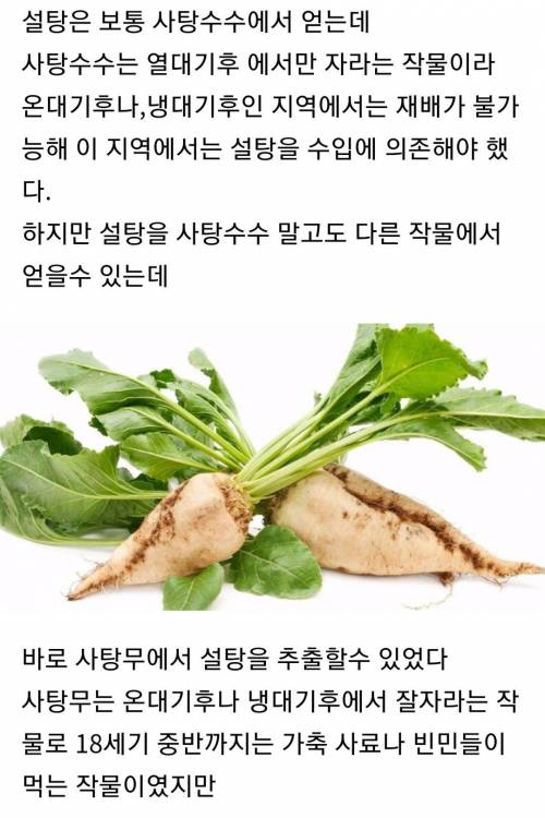 [스압] 인류가 설탕을 값싸게 먹을 수 있었던 이유