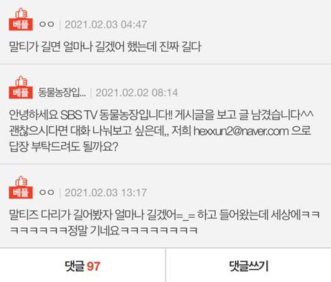 [스압] 다리가 긴 말티즈.jpg