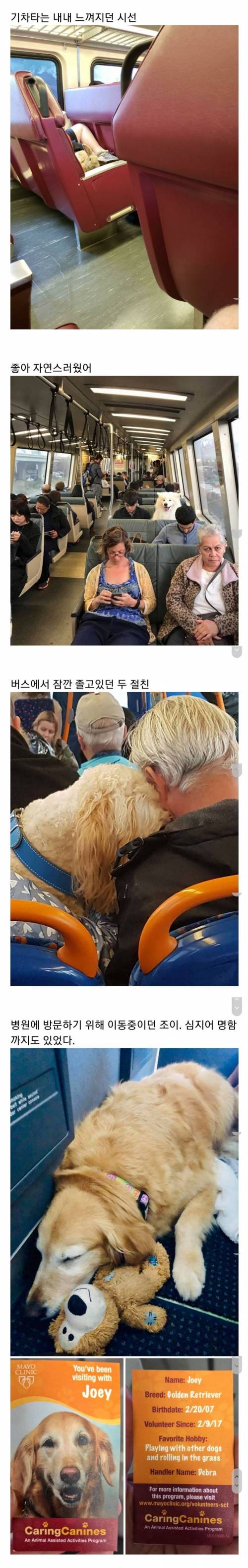 [스압] 교통수단 속 동물들.jpg