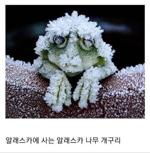 7개월 동안 얼어 있다가 봄이 되면 깨어나는 개구리.jpg