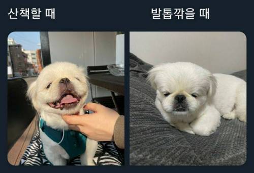 표정이 확실한 강아지들.jpg