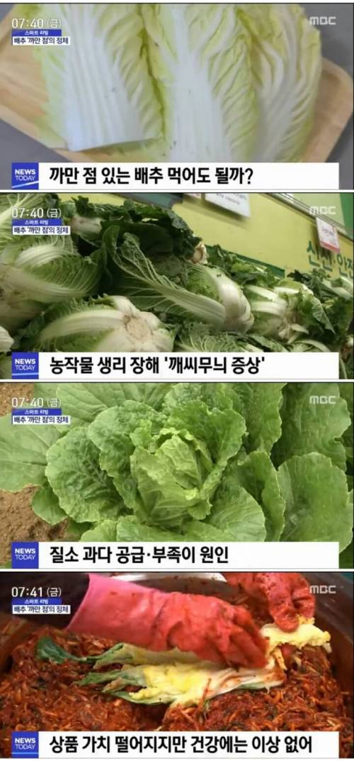 까만 점 있는 배추 먹어도 될까?