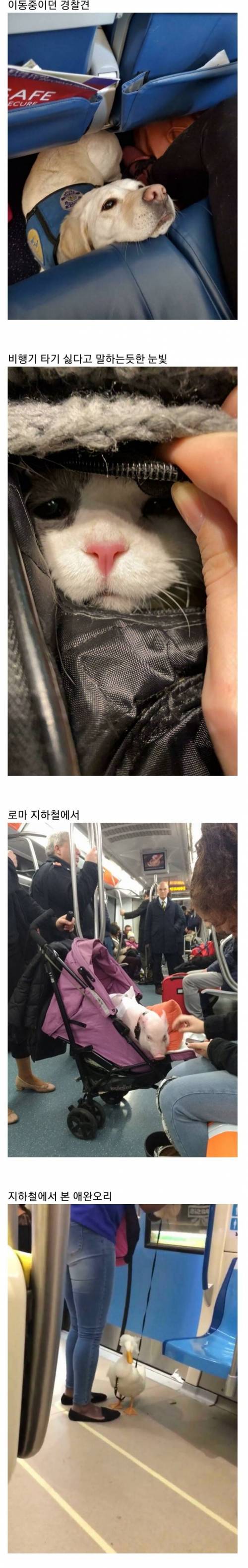 [스압] 교통수단 속 동물들.jpg