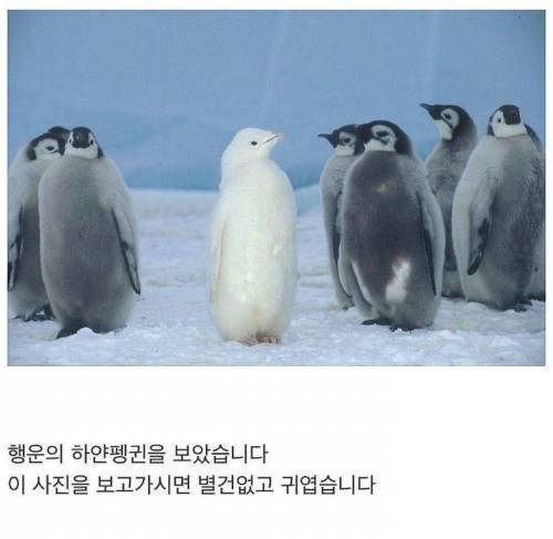 행운의 하얀펭귄.jpg