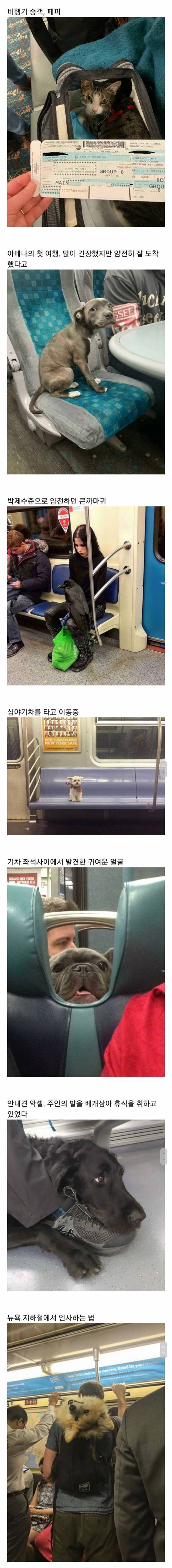 [스압] 교통수단 속 동물들.jpg