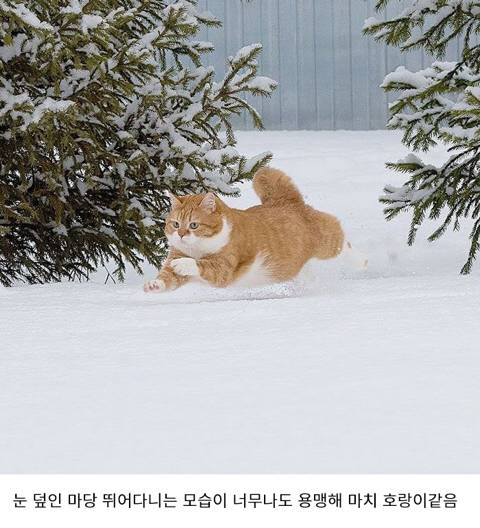 [스압] 러시아의 용맹한 고양이 진저.jpg