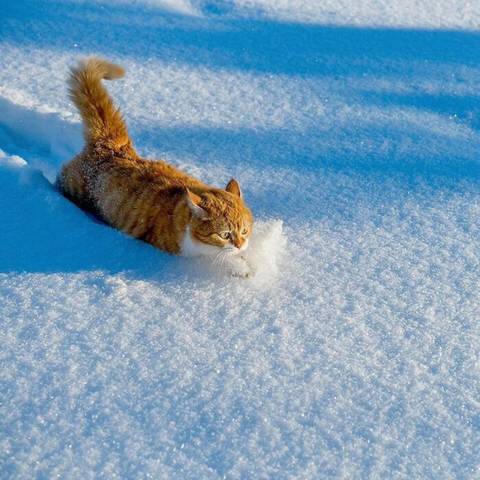 [스압] 러시아의 용맹한 고양이 진저.jpg