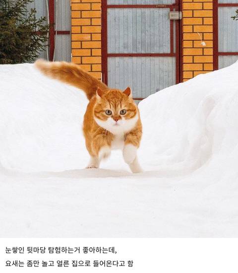 [스압] 러시아의 용맹한 고양이 진저.jpg