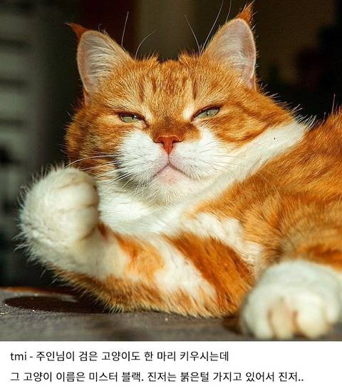 [스압] 러시아의 용맹한 고양이 진저.jpg