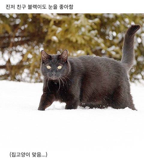[스압] 러시아의 용맹한 고양이 진저.jpg