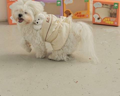 강아지용으로 나온 포대기 인형