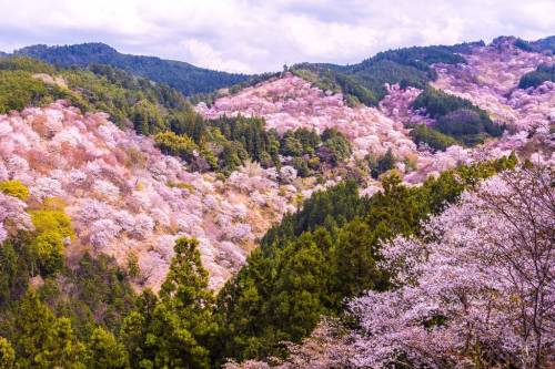 일본 제일의 벚꽃 명소라는 곳.jpg