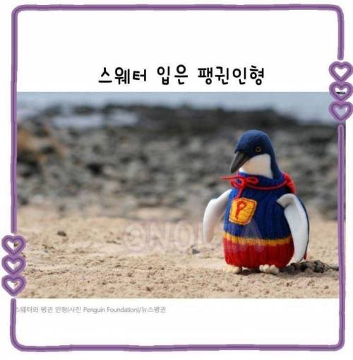 펭귄에게 스웨터를 입히는 110세 할아버지