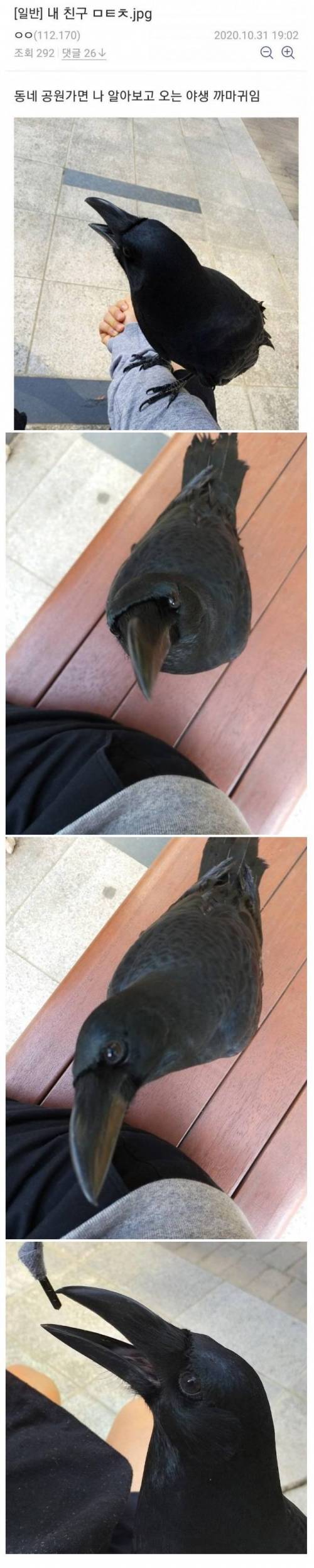 공원에서 친구 사귄 디씨인.jpg