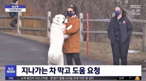 캐나다에서 기절한 주인을 구한 멍뭉이.mp4
