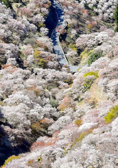 일본 제일의 벚꽃 명소라는 곳.jpg