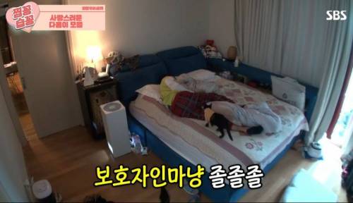[스압] 영리한 박수홍 고양이.jpg